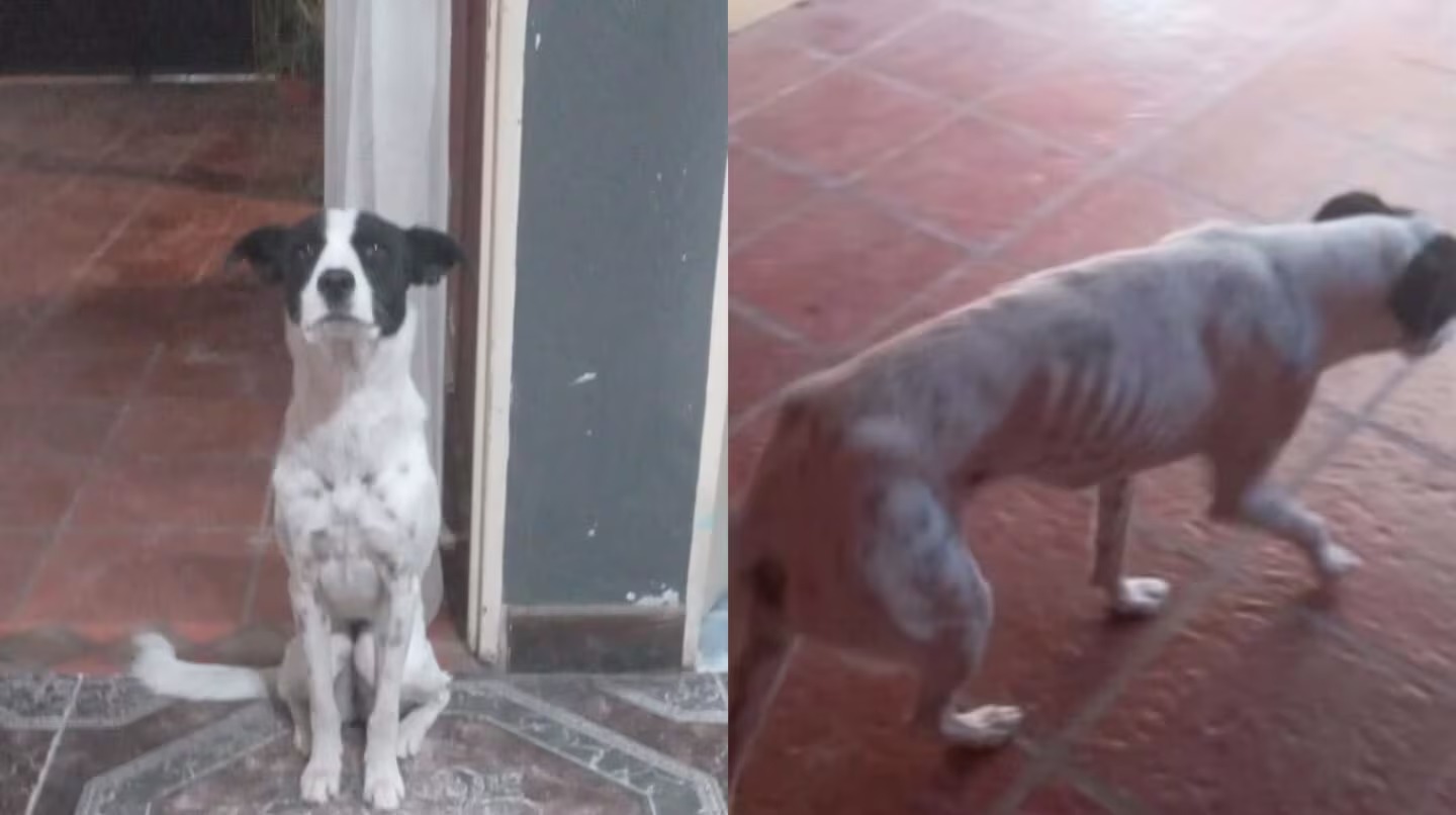 Una jubilada puso en adopción a su perra porque no podía mantenerla, se viralizó y tuvo un giro inesperado